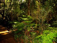 Forest Floor Nature's Valley