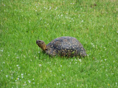Leopard Tortoise Nature's Valley
