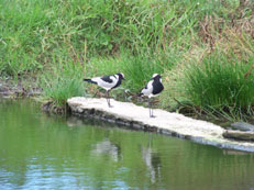 Plovers Nature's Valley